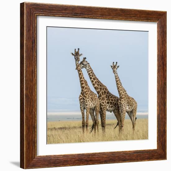 Kenya, Maasai Mara, Mara Triangle, Mara River Basin, Maasai Giraffe-Alison Jones-Framed Photographic Print