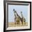 Kenya, Maasai Mara, Mara Triangle, Mara River Basin, Maasai Giraffe-Alison Jones-Framed Photographic Print