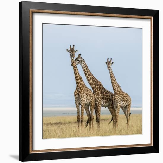 Kenya, Maasai Mara, Mara Triangle, Mara River Basin, Maasai Giraffe-Alison Jones-Framed Photographic Print