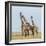 Kenya, Maasai Mara, Mara Triangle, Mara River Basin, Maasai Giraffe-Alison Jones-Framed Photographic Print