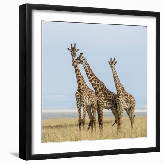 Kenya, Maasai Mara, Mara Triangle, Mara River Basin, Maasai Giraffe-Alison Jones-Framed Photographic Print