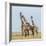 Kenya, Maasai Mara, Mara Triangle, Mara River Basin, Maasai Giraffe-Alison Jones-Framed Photographic Print