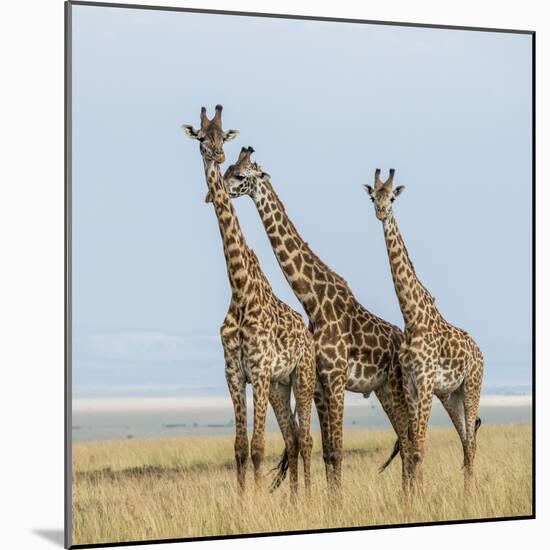 Kenya, Maasai Mara, Mara Triangle, Mara River Basin, Maasai Giraffe-Alison Jones-Mounted Photographic Print