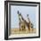 Kenya, Maasai Mara, Mara Triangle, Mara River Basin, Maasai Giraffe-Alison Jones-Framed Photographic Print