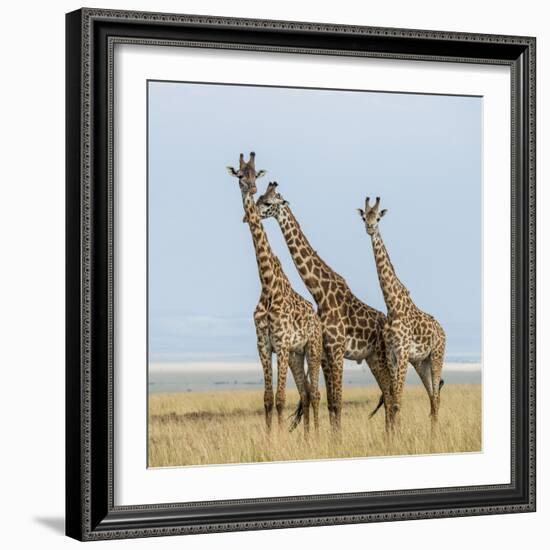 Kenya, Maasai Mara, Mara Triangle, Mara River Basin, Maasai Giraffe-Alison Jones-Framed Photographic Print