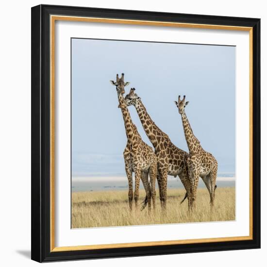 Kenya, Maasai Mara, Mara Triangle, Mara River Basin, Maasai Giraffe-Alison Jones-Framed Photographic Print