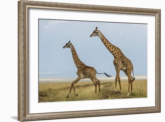 Kenya, Maasai Mara, Mara Triangle, Mara River Basin, Maasai Giraffe-Alison Jones-Framed Photographic Print