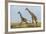 Kenya, Maasai Mara, Mara Triangle, Mara River Basin, Maasai Giraffe-Alison Jones-Framed Photographic Print