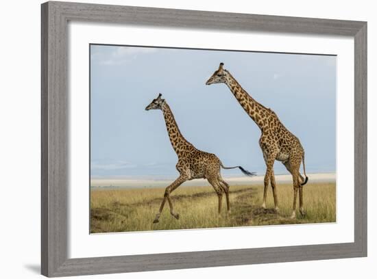 Kenya, Maasai Mara, Mara Triangle, Mara River Basin, Maasai Giraffe-Alison Jones-Framed Photographic Print