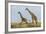 Kenya, Maasai Mara, Mara Triangle, Mara River Basin, Maasai Giraffe-Alison Jones-Framed Photographic Print