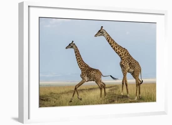 Kenya, Maasai Mara, Mara Triangle, Mara River Basin, Maasai Giraffe-Alison Jones-Framed Photographic Print