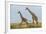 Kenya, Maasai Mara, Mara Triangle, Mara River Basin, Maasai Giraffe-Alison Jones-Framed Photographic Print