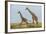 Kenya, Maasai Mara, Mara Triangle, Mara River Basin, Maasai Giraffe-Alison Jones-Framed Photographic Print