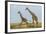 Kenya, Maasai Mara, Mara Triangle, Mara River Basin, Maasai Giraffe-Alison Jones-Framed Photographic Print