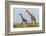 Kenya, Maasai Mara, Mara Triangle, Mara River Basin, Maasai Giraffe-Alison Jones-Framed Photographic Print