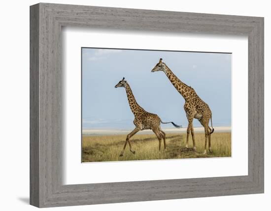 Kenya, Maasai Mara, Mara Triangle, Mara River Basin, Maasai Giraffe-Alison Jones-Framed Photographic Print