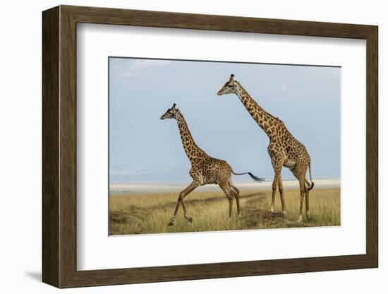 Kenya, Maasai Mara, Mara Triangle, Mara River Basin, Maasai Giraffe-Alison Jones-Framed Photographic Print