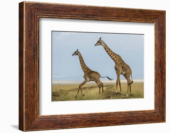 Kenya, Maasai Mara, Mara Triangle, Mara River Basin, Maasai Giraffe-Alison Jones-Framed Photographic Print