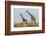 Kenya, Maasai Mara, Mara Triangle, Mara River Basin, Maasai Giraffe-Alison Jones-Framed Photographic Print