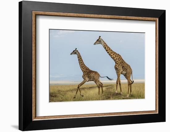 Kenya, Maasai Mara, Mara Triangle, Mara River Basin, Maasai Giraffe-Alison Jones-Framed Photographic Print