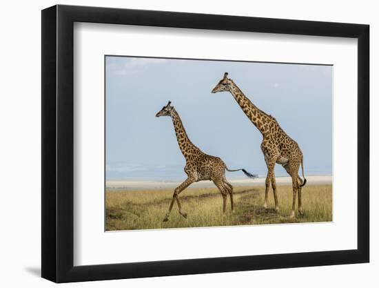 Kenya, Maasai Mara, Mara Triangle, Mara River Basin, Maasai Giraffe-Alison Jones-Framed Photographic Print