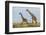 Kenya, Maasai Mara, Mara Triangle, Mara River Basin, Maasai Giraffe-Alison Jones-Framed Photographic Print