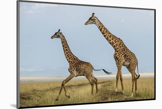 Kenya, Maasai Mara, Mara Triangle, Mara River Basin, Maasai Giraffe-Alison Jones-Mounted Photographic Print