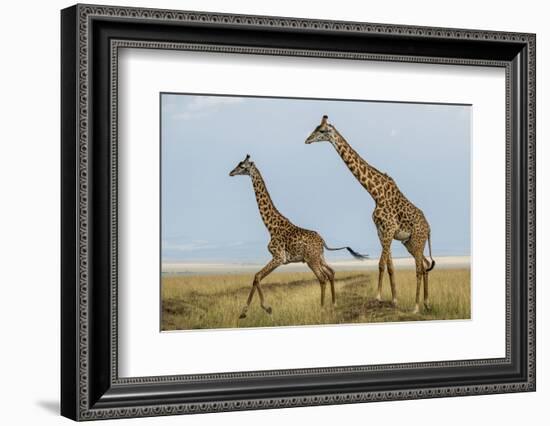 Kenya, Maasai Mara, Mara Triangle, Mara River Basin, Maasai Giraffe-Alison Jones-Framed Photographic Print