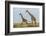 Kenya, Maasai Mara, Mara Triangle, Mara River Basin, Maasai Giraffe-Alison Jones-Framed Photographic Print