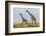 Kenya, Maasai Mara, Mara Triangle, Mara River Basin, Maasai Giraffe-Alison Jones-Framed Photographic Print