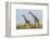 Kenya, Maasai Mara, Mara Triangle, Mara River Basin, Maasai Giraffe-Alison Jones-Framed Photographic Print