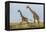 Kenya, Maasai Mara, Mara Triangle, Mara River Basin, Maasai Giraffe-Alison Jones-Framed Premier Image Canvas