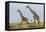 Kenya, Maasai Mara, Mara Triangle, Mara River Basin, Maasai Giraffe-Alison Jones-Framed Premier Image Canvas