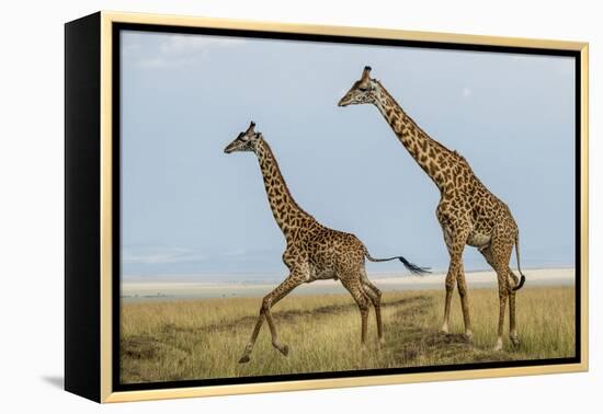 Kenya, Maasai Mara, Mara Triangle, Mara River Basin, Maasai Giraffe-Alison Jones-Framed Premier Image Canvas