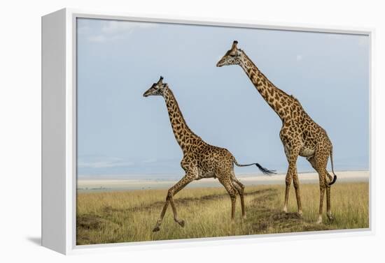 Kenya, Maasai Mara, Mara Triangle, Mara River Basin, Maasai Giraffe-Alison Jones-Framed Premier Image Canvas