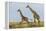 Kenya, Maasai Mara, Mara Triangle, Mara River Basin, Maasai Giraffe-Alison Jones-Framed Premier Image Canvas