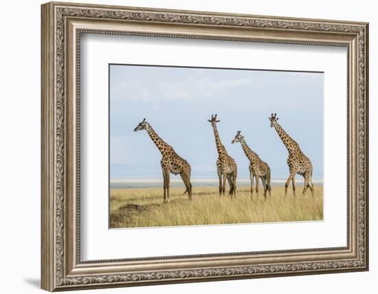 Kenya, Maasai Mara, Mara Triangle, Mara River Basin, Maasai Giraffe-Alison Jones-Framed Photographic Print