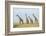 Kenya, Maasai Mara, Mara Triangle, Mara River Basin, Maasai Giraffe-Alison Jones-Framed Photographic Print