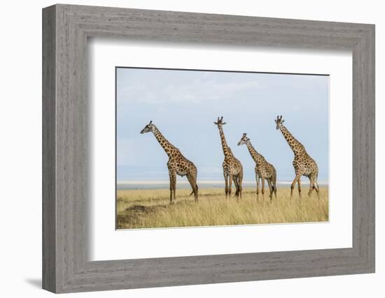 Kenya, Maasai Mara, Mara Triangle, Mara River Basin, Maasai Giraffe-Alison Jones-Framed Photographic Print