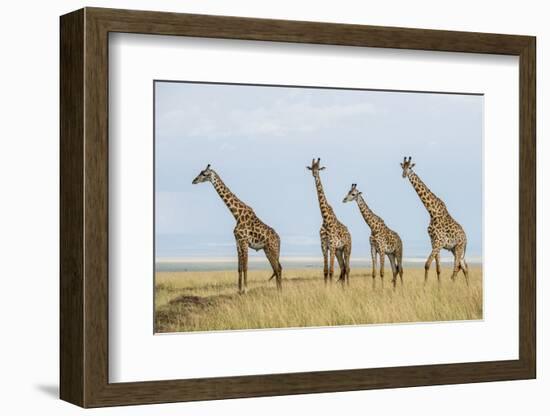 Kenya, Maasai Mara, Mara Triangle, Mara River Basin, Maasai Giraffe-Alison Jones-Framed Photographic Print