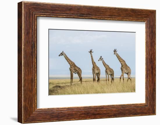 Kenya, Maasai Mara, Mara Triangle, Mara River Basin, Maasai Giraffe-Alison Jones-Framed Photographic Print