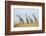 Kenya, Maasai Mara, Mara Triangle, Mara River Basin, Maasai Giraffe-Alison Jones-Framed Photographic Print