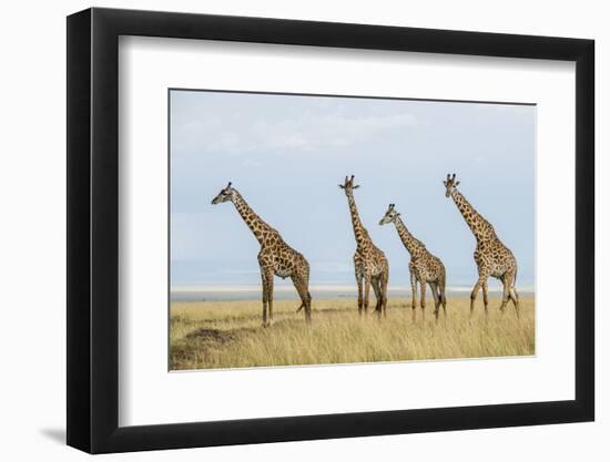 Kenya, Maasai Mara, Mara Triangle, Mara River Basin, Maasai Giraffe-Alison Jones-Framed Photographic Print