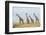 Kenya, Maasai Mara, Mara Triangle, Mara River Basin, Maasai Giraffe-Alison Jones-Framed Photographic Print