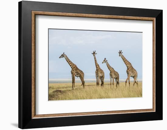 Kenya, Maasai Mara, Mara Triangle, Mara River Basin, Maasai Giraffe-Alison Jones-Framed Photographic Print