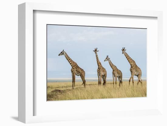 Kenya, Maasai Mara, Mara Triangle, Mara River Basin, Maasai Giraffe-Alison Jones-Framed Photographic Print