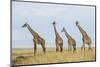 Kenya, Maasai Mara, Mara Triangle, Mara River Basin, Maasai Giraffe-Alison Jones-Mounted Photographic Print