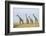 Kenya, Maasai Mara, Mara Triangle, Mara River Basin, Maasai Giraffe-Alison Jones-Framed Photographic Print