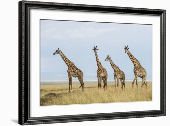 Kenya, Maasai Mara, Mara Triangle, Mara River Basin, Maasai Giraffe-Alison Jones-Framed Photographic Print