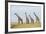 Kenya, Maasai Mara, Mara Triangle, Mara River Basin, Maasai Giraffe-Alison Jones-Framed Photographic Print